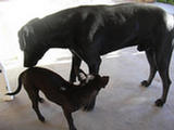 Varieties of Perro